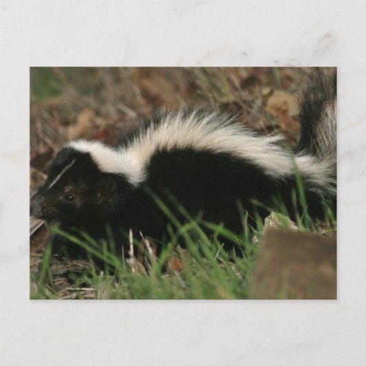 Skunk Behavior Briefkaart (Voorkant)