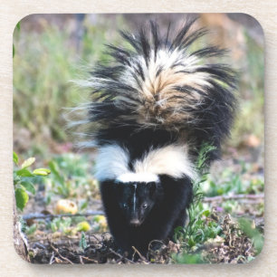 Skunk Black and White Bier Onderzetter