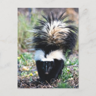 Skunk Black and White Briefkaart