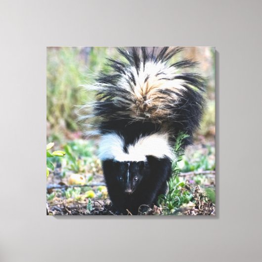Skunk Black and White Canvas Afdruk (Voorkant)
