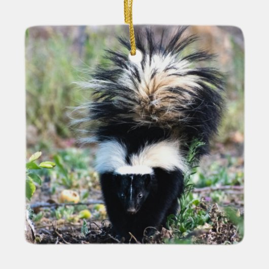 Skunk Black and White Keramisch Ornament (Voorkant)
