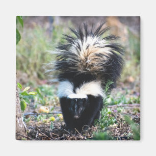 Skunk Black and White Magneet