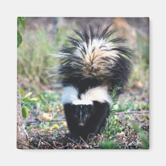 Skunk Black and White Magneet (Voorkant)