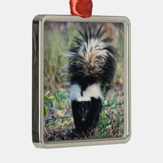 Skunk Black and White Metalen Ornament (Rechts)