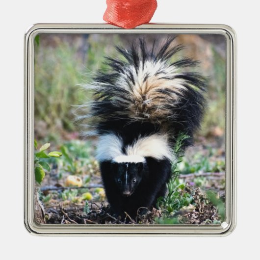 Skunk Black and White Metalen Ornament (Voorkant)