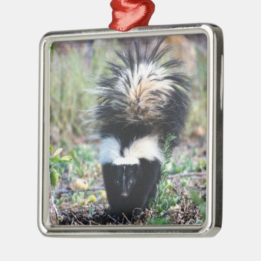 Skunk Black and White Metalen Ornament (Links)