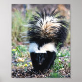 Skunk Black and White Poster (Voorkant)