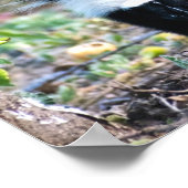 Skunk Black and White Poster (Hoek)