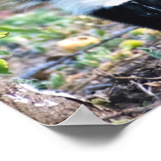 Skunk Black and White Poster (Hoek)