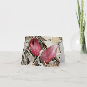 Skunk Cabbage Bloom (Symplocarpus foetidus (L.) Feestdagen Kaart