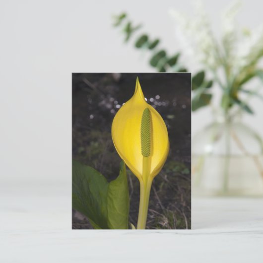 Skunk Cabbage Blossom - Briefkaart (Staand voorkant)