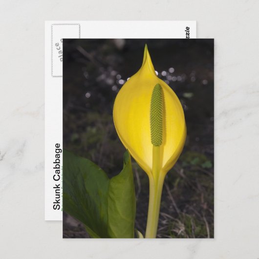 Skunk Cabbage Blossom - Briefkaart (Voorkant / Achterkant)