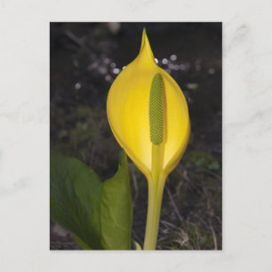 Skunk Cabbage Blossom - Briefkaart