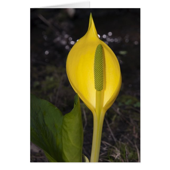 Skunk Cabbage Blossom - Card (Voorkant)