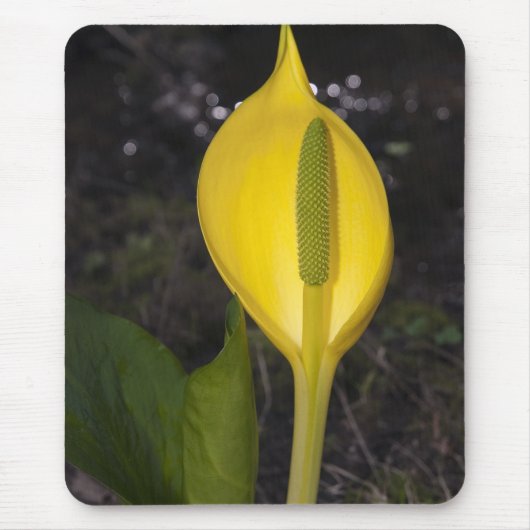 Skunk Cabbage Blossom - Mousepad Muismat (Voorkant)