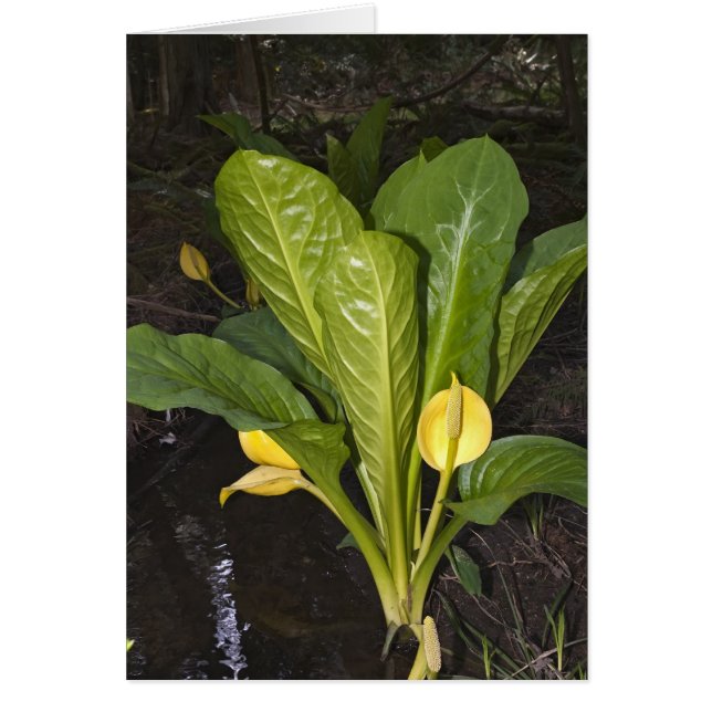 Skunk Cabbage - Kaart (Voorkant)