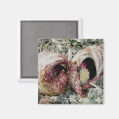 Skunk Cabbage Spath Pair Magnet (Voorkant / Achterkant)