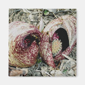 Skunk Cabbage Spath Pair Magnet (Voorkant)