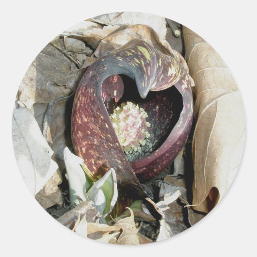 Skunk Cabbage Spath Stickers (Voorkant)