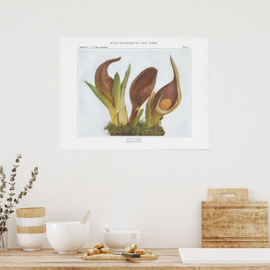 Skunk Cabbage - Spathyema foetida Poster (Keuken)