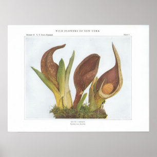 Skunk Cabbage - Spathyema foetida Poster
