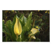 Skunk Cabbages Foto Afdruk (Voorkant)