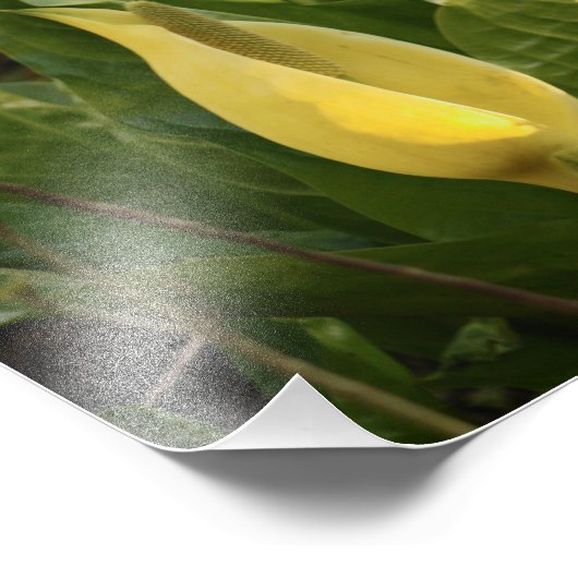 Skunk Cabbages Foto Afdruk (Hoek)