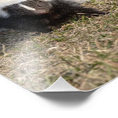 Skunk Foto Afdruk (Hoek)