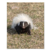 Skunk Foto Afdruk (Voorkant)