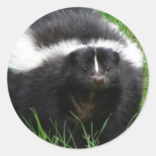 Skunk Foto Sticker