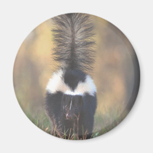 Skunk Magneet