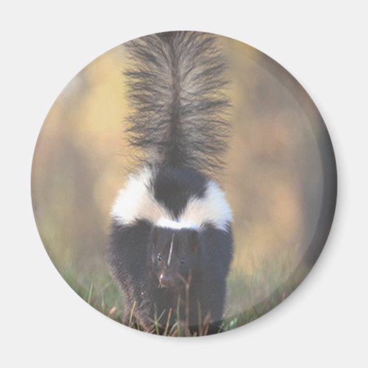 Skunk Magneet (Voorkant)