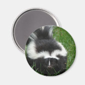 Skunk Magnet (Voorkant / Achterkant)