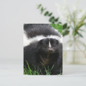 Skunk Photo Briefkaart (Staand voorkant)