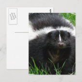 Skunk Photo Briefkaart (Voorkant / Achterkant)