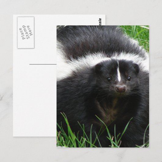 Skunk Photo Briefkaart (Voorkant / Achterkant)