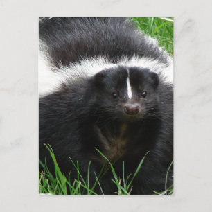Skunk Photo Briefkaart