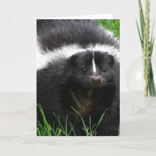 Skunk Photo Wenskaart Kaart