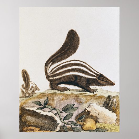 Skunk uit 'Histoire Naturelle' door Poster (Voorkant)