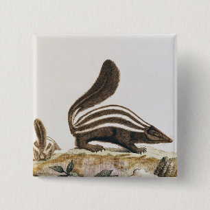 Skunk uit 'Histoire Naturelle' door Vierkante Button 5,1 Cm