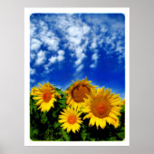 Sky and Bloom , poster (Voorkant)