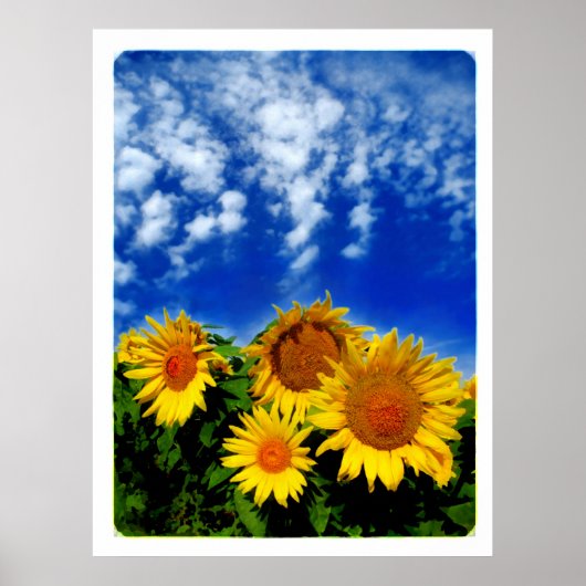 Sky and Bloom , poster (Voorkant)