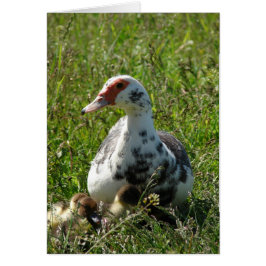 Sky and her Ducklings