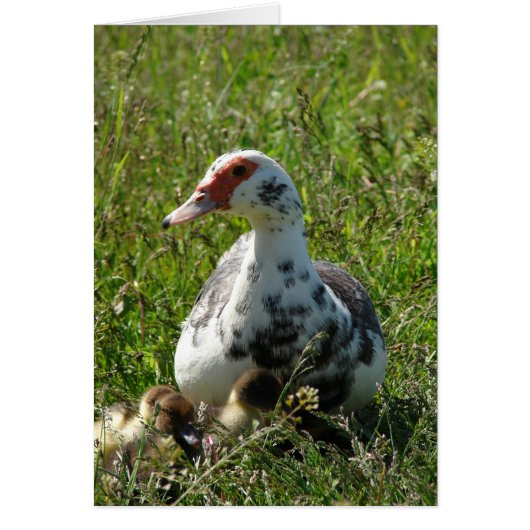 Sky and her Ducklings (Voorkant)