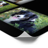 Sky Blue Aussies 2016 POSTER (Hoek)