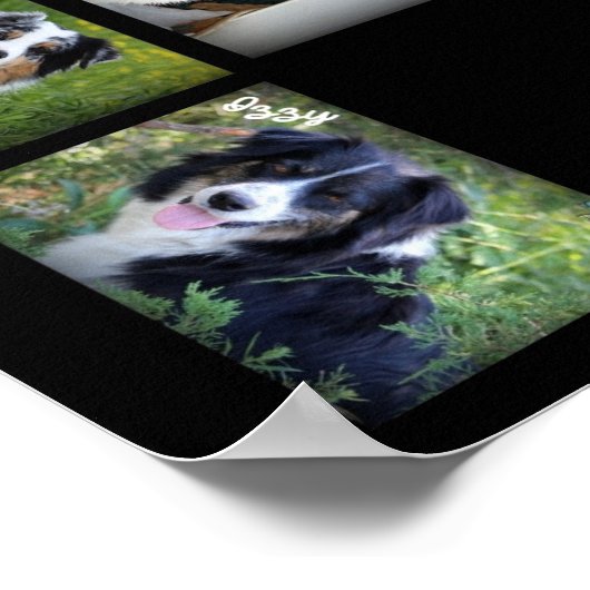 Sky Blue Aussies 2016 POSTER (Hoek)