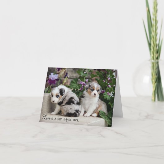 Sky Blue Aussies Notecard Puppies 1 Kaart (Voorkant)