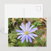 Sky Blue Windflower Briefkaart (Voorkant / Achterkant)