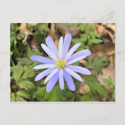 Sky Blue Windflower Briefkaart (Voorkant)