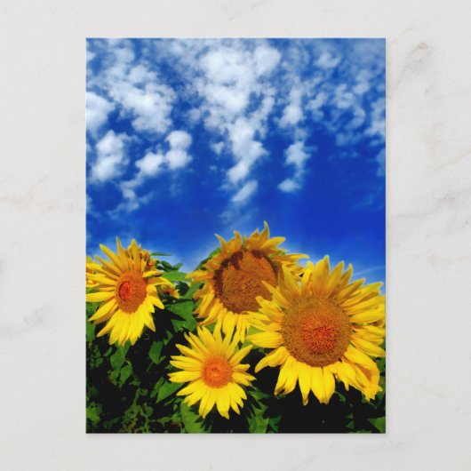 Sky en Bloom Briefkaart (Voorkant)